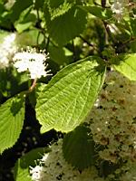 Viburnum dilatatum (fam Caprifoliacees) (Japon) (6) (Photo F. Mrugala)